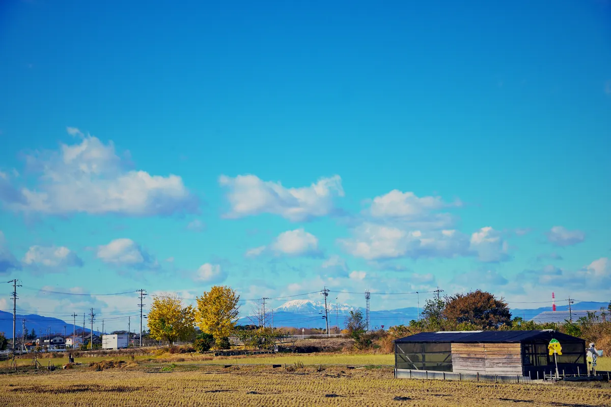 秋の田園と黄葉した木