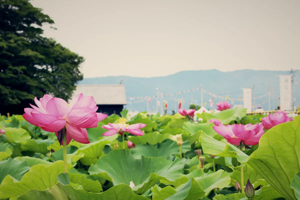 ピンクのハスの花が咲く田園