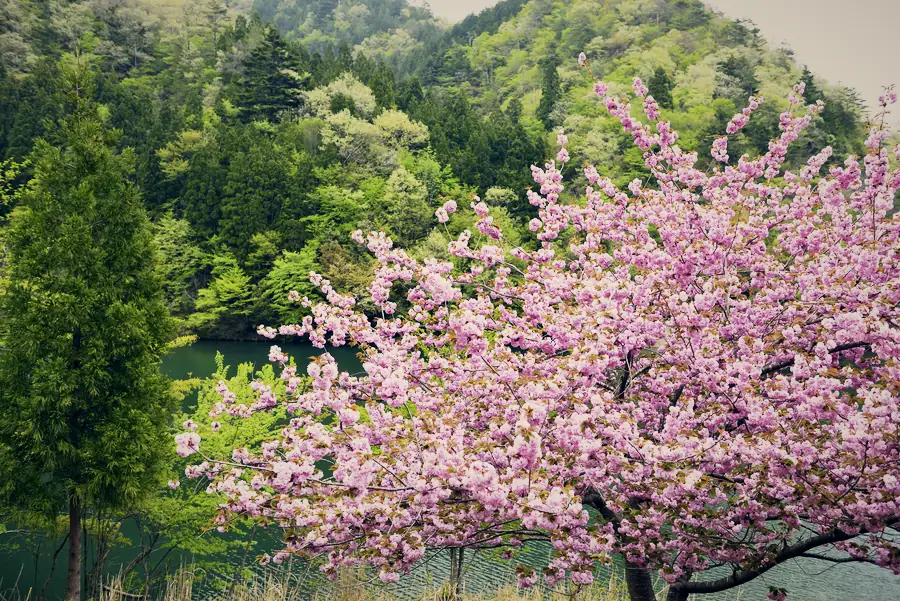 八重桜と山里の風景