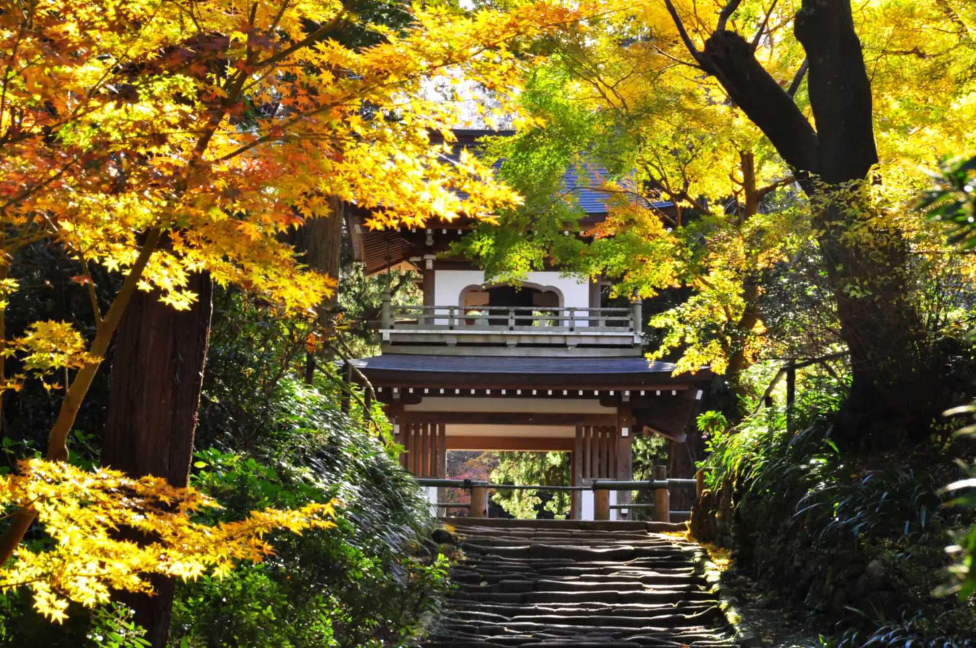 黄葉の浄智寺 鐘楼門と石段の参道