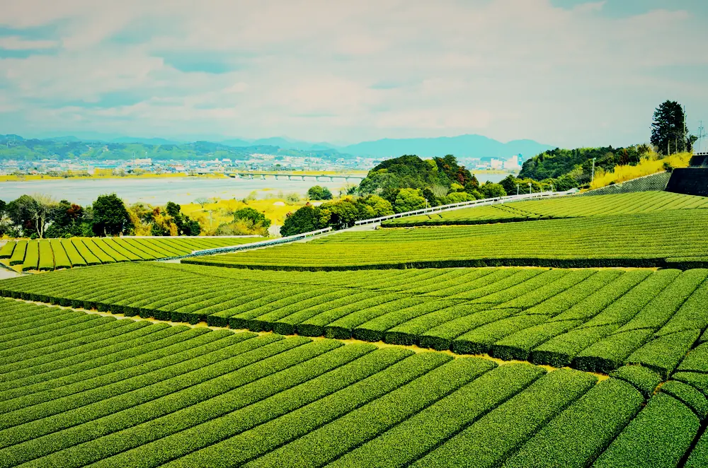 川を望む、茶畑の畝