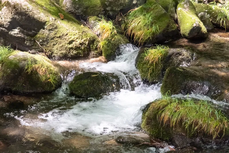 苔むした岩の間を流れる清流