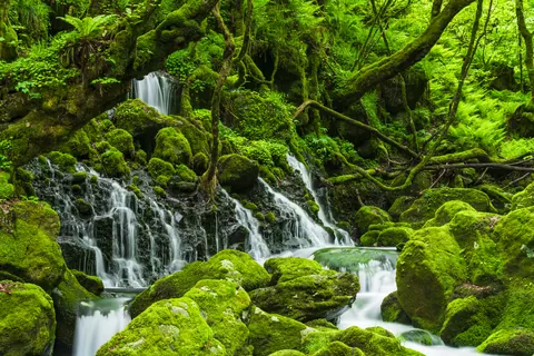 苔の間から湧き出す伏流水の小滝