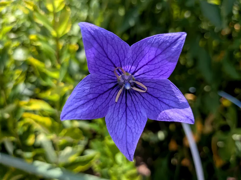 青紫色の桔梗の花