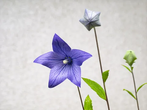 桔梗の花と蕾