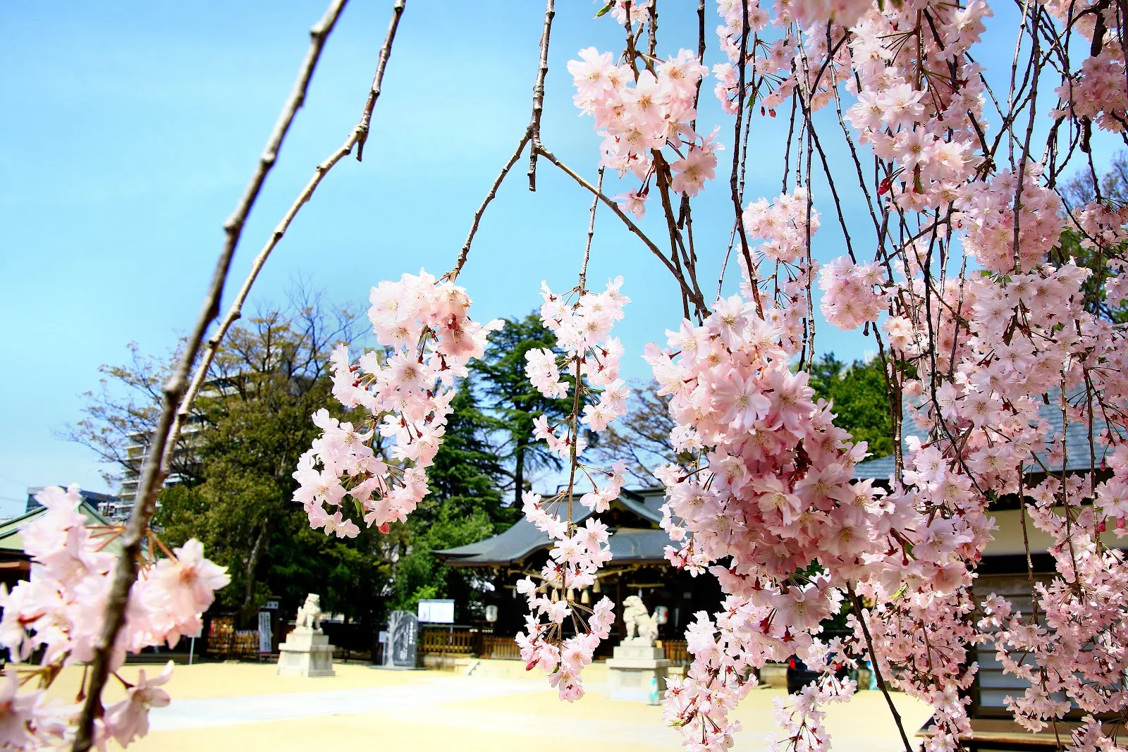 福島稲荷神社　桜