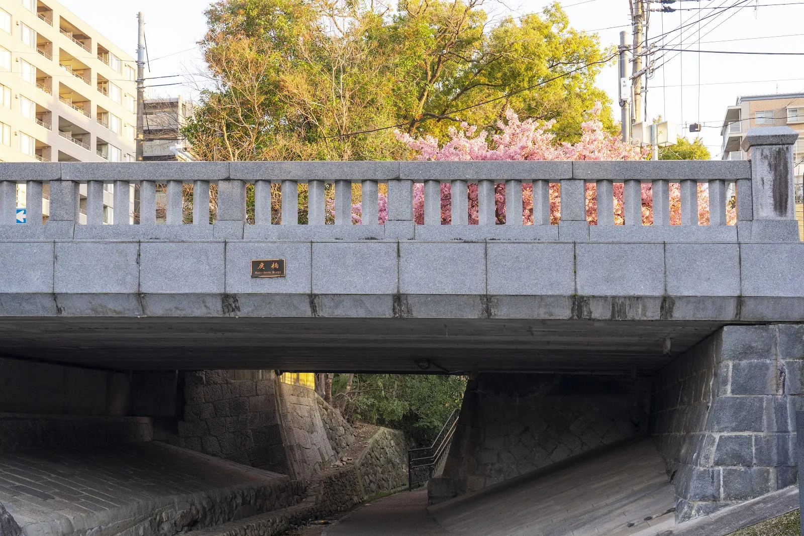 一条戻橋　河津桜と欄干